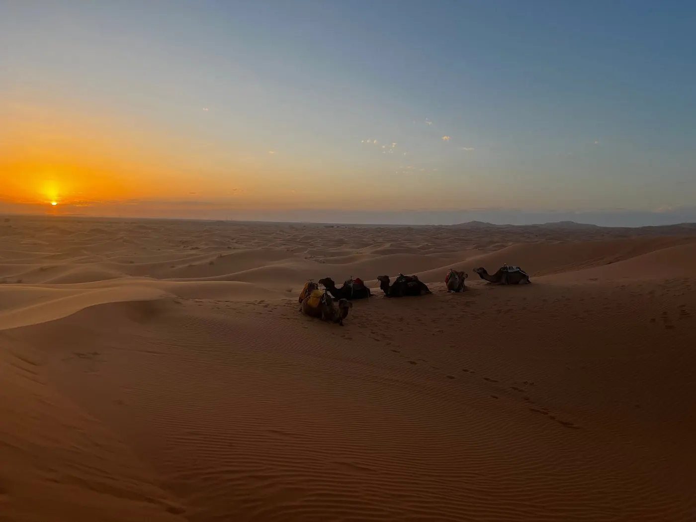 Camels resting in the Erg Chebbi desert at sunrise, wide dune panorama