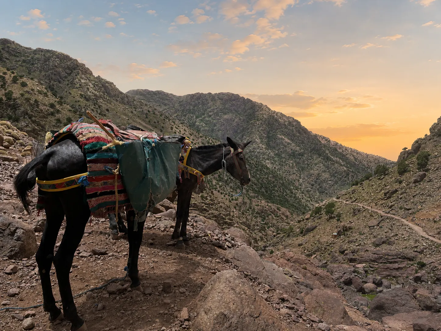 Pack mule loaded with supplies on a rocky High Atlas trail at golden hour