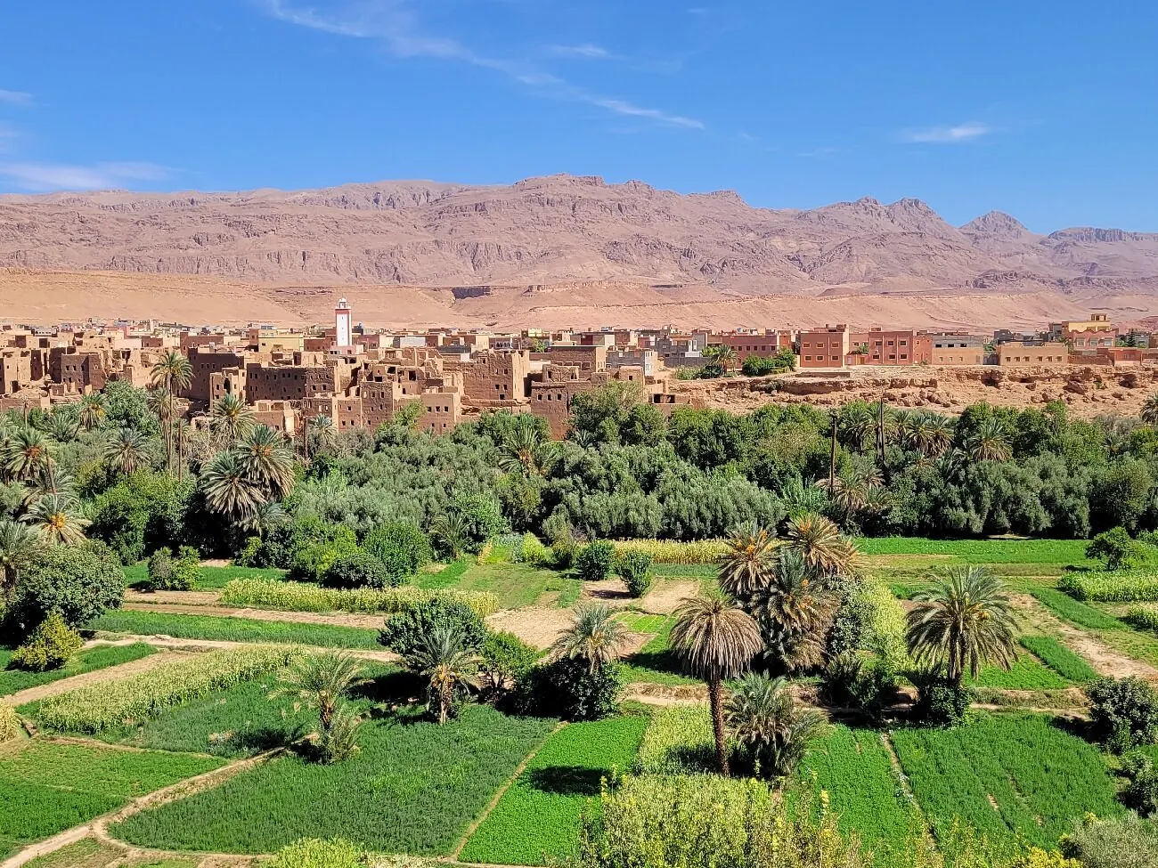 A lush palm oasis valley in the Dadès region, green against the ochre rock of the canyon