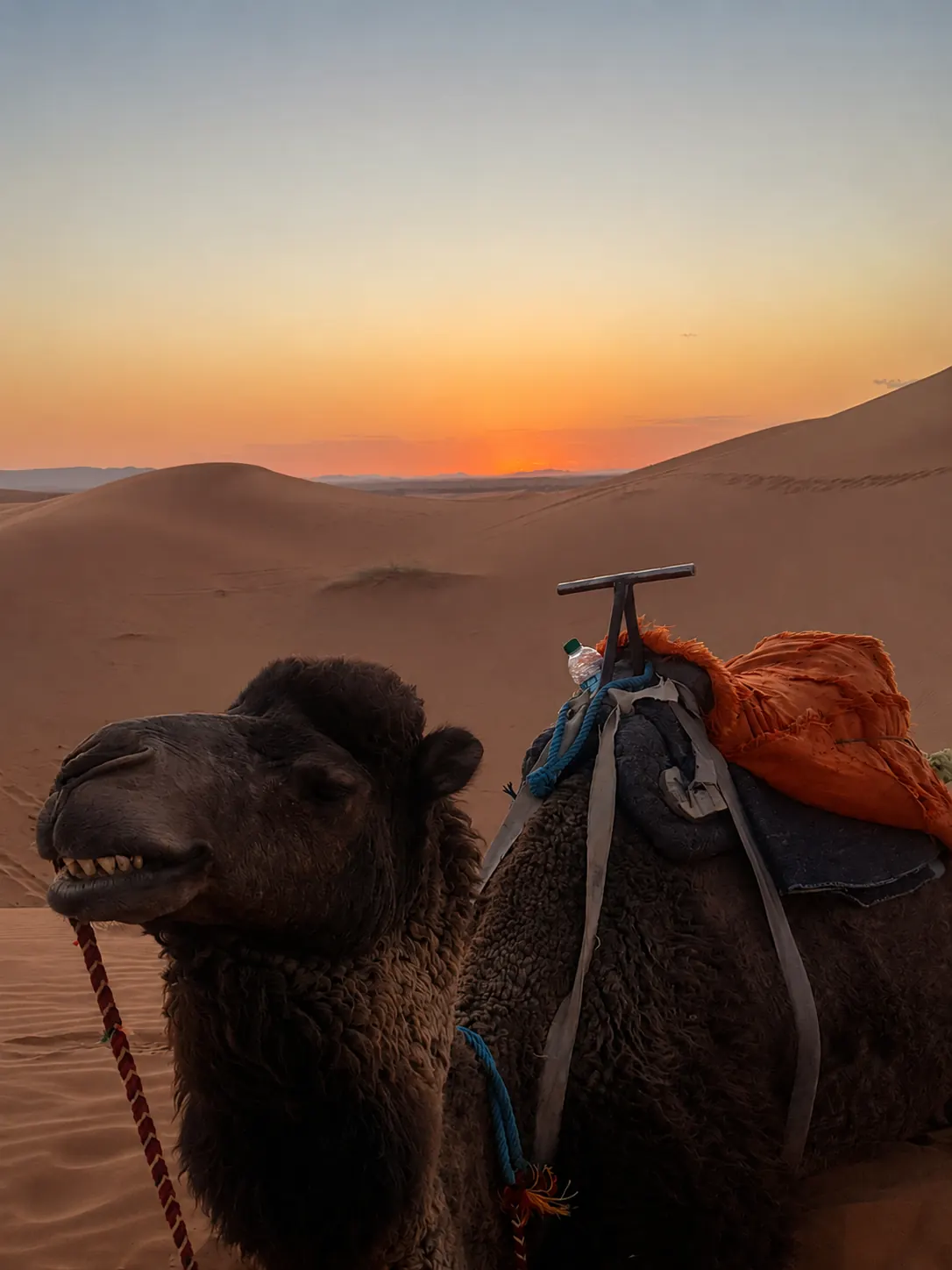 Camel resting at the edge of the Erg Chebbi dunes at sunset