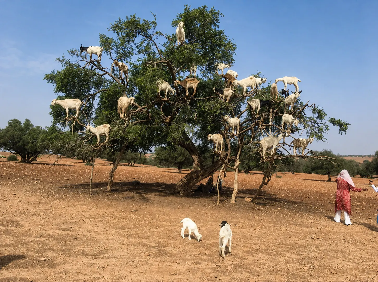 Goats perched high in an argan tree along the road to Essaouira