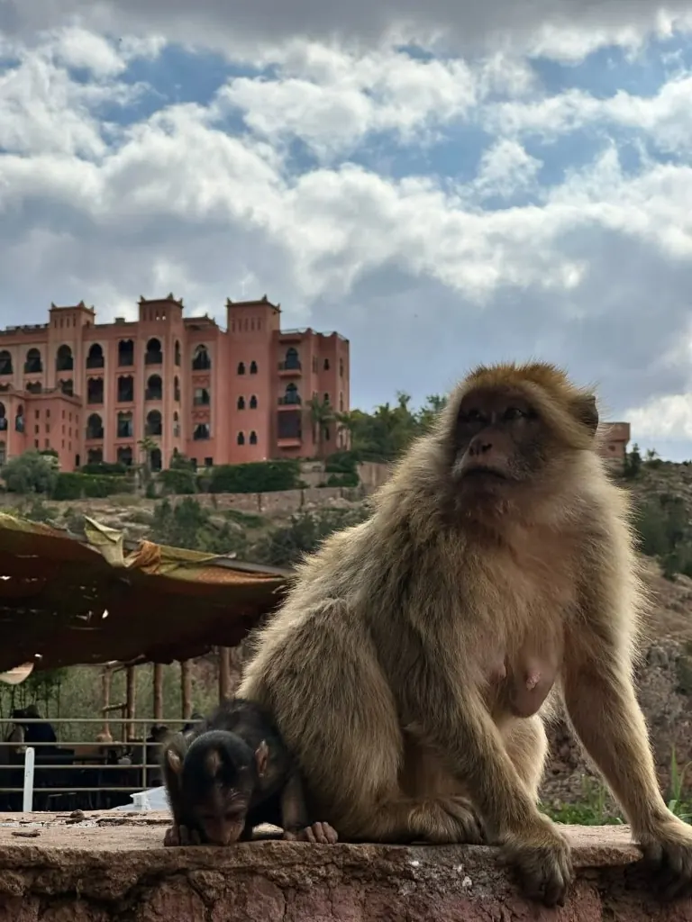 A Barbary macaque and its infant along the Ouzoud gorge trail